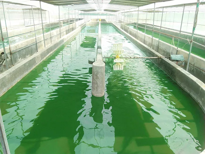 Tảo Spirulina tươi sau khi thu hoạch đang được sấy khô để bảo quản dưỡng chất