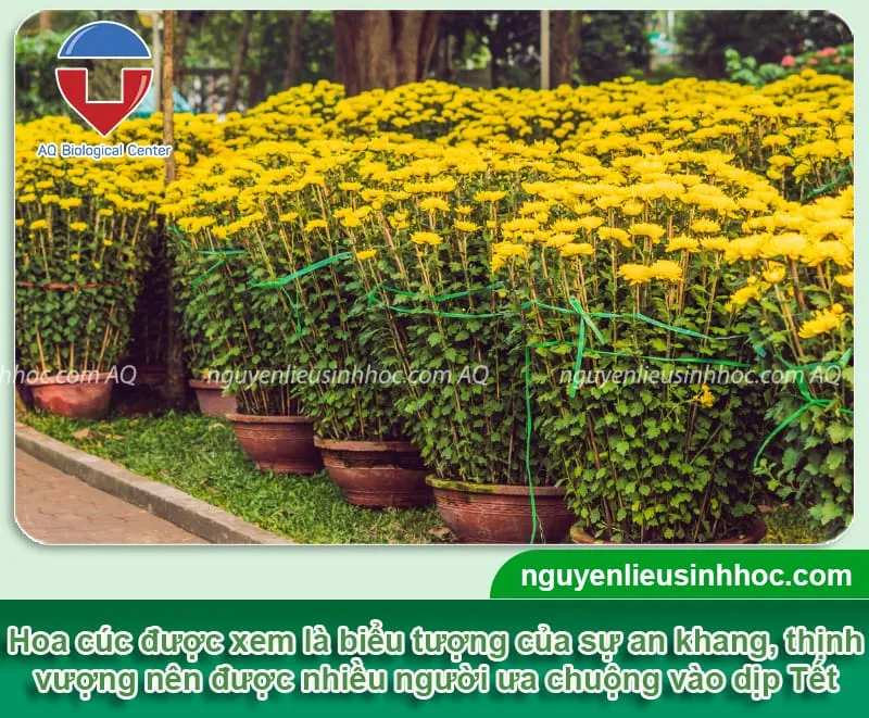 Cảnh trồng hoa cúc Tết với màu sắc rực rỡ, hoa nở to và đồng đều