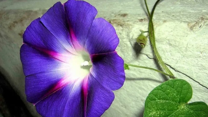 Ý nghĩa văn hóa và sự kiên trì của hoa bìm bịp