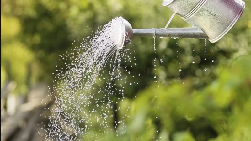 Duy trì độ ẩm đất quan trọng khi trồng hoa bìm bịp