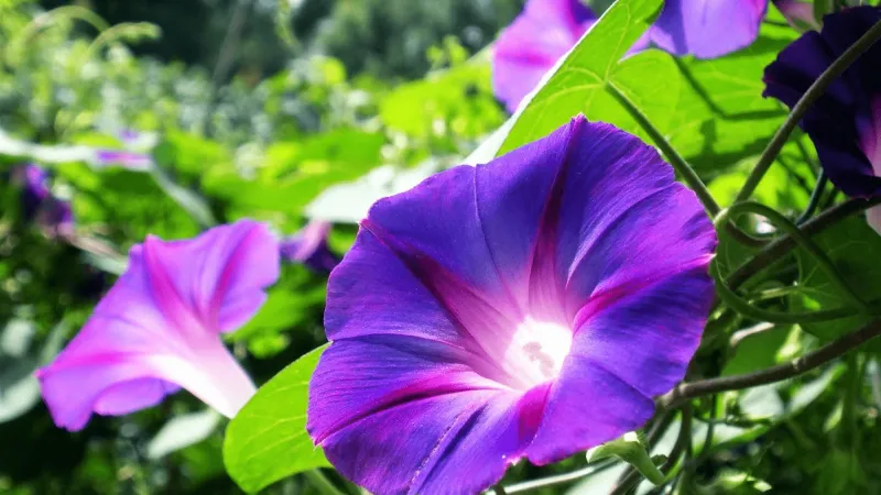 Lưu ý quan trọng khi trồng hoa bìm bịp trong chậu hoặc ngoài trời