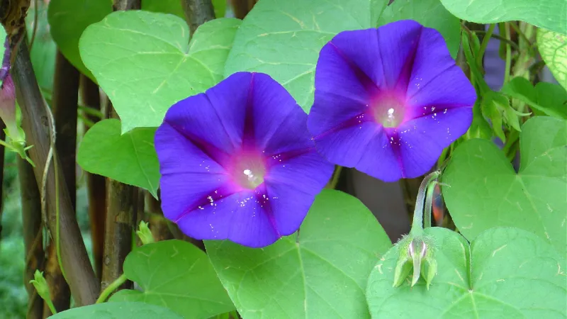 Địa chỉ mua hạt giống hoa bìm bịp uy tín và chất lượng