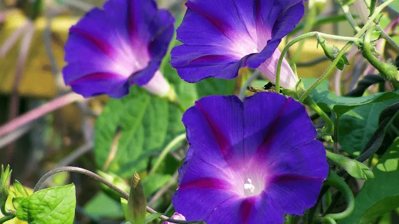 Cận cảnh vẻ đẹp dịu dàng của hoa bìm bịp màu xanh tím