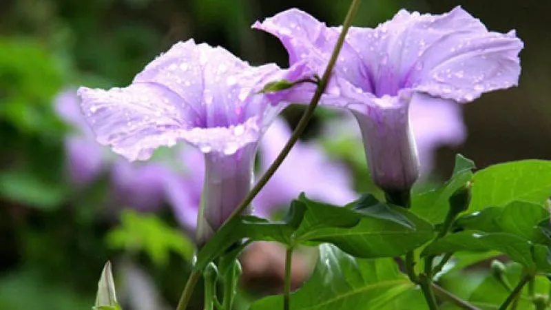 Vẻ đẹp thanh thoát của hoa bìm bịp tím nhạt, cách trồng hoa bìm bịp thành công