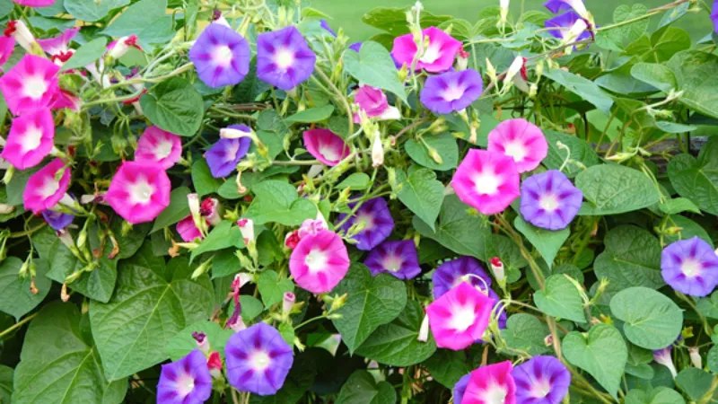 Hoa bìm bịp đủ màu