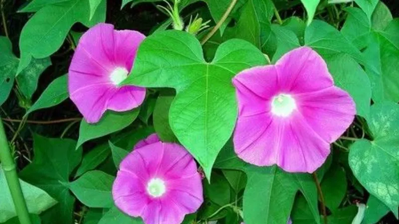 Hoa bìm bịp hồng tím