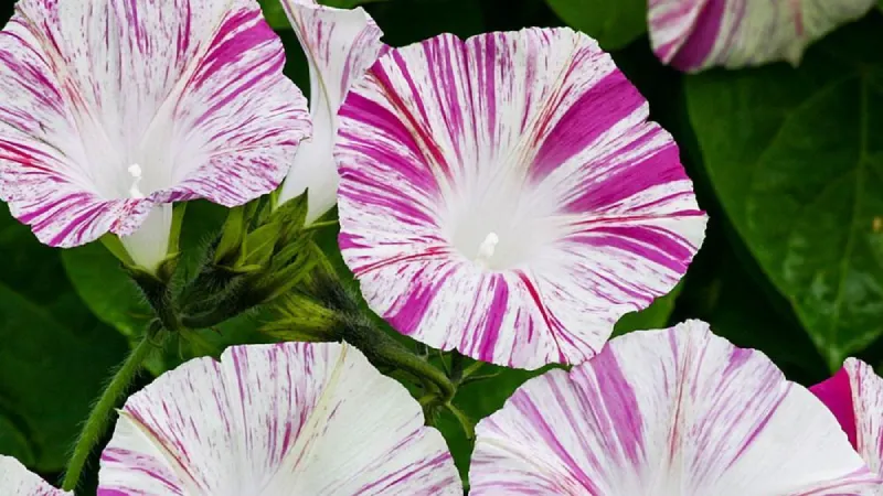 Hoa bìm bịp tím trắng đẹp lộng lẫy