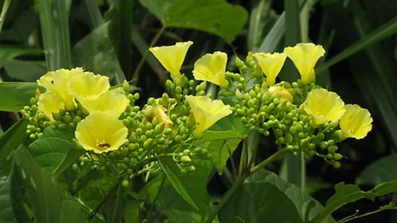 Hoa bìm bịp vàng