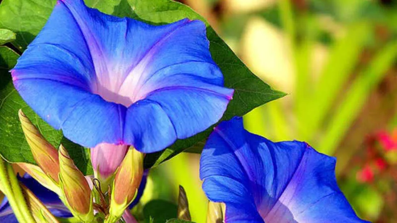 Hoa bìm bịp thay đổi màu sắc theo ánh sáng, mẹo chăm sóc để hoa nở đẹp