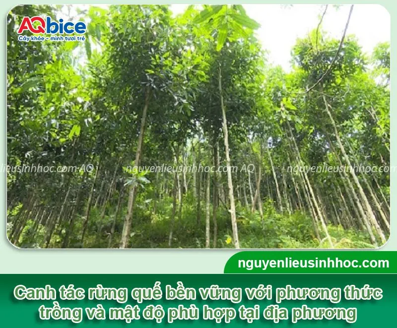 Alt text mô tả một khu rừng quế được trồng với mật độ thích hợp cho khai thác vỏ