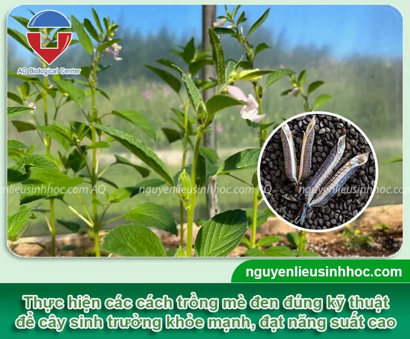 Hạt giống mè đen chất lượng dùng cho canh tác