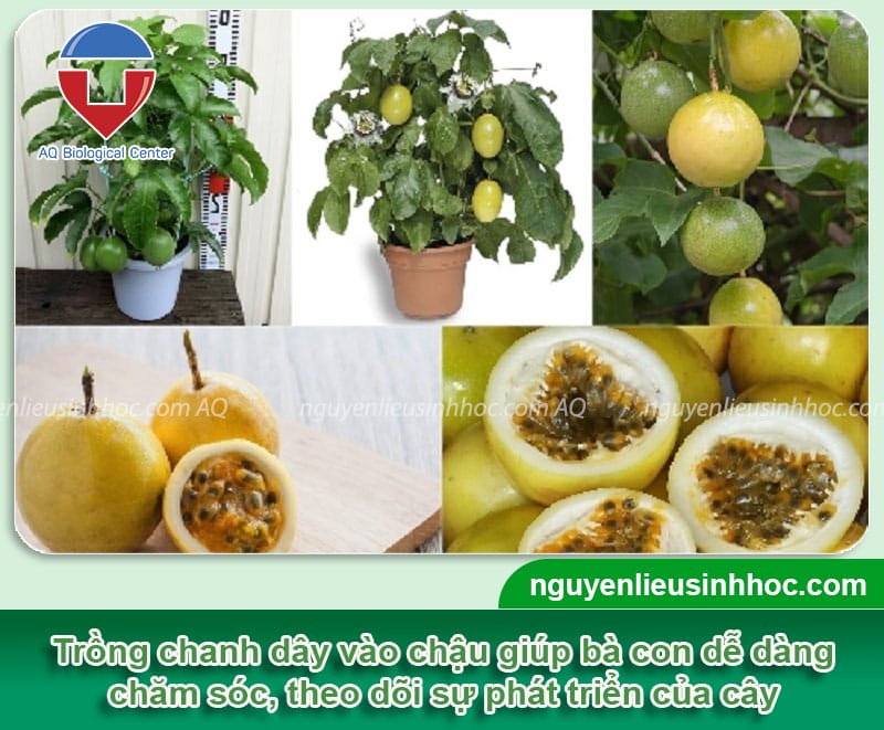 Cách Trồng Cây Trong Chậu Chanh Dây: Hướng Dẫn Kỹ Thuật Chi Tiết Từ A Đến Z