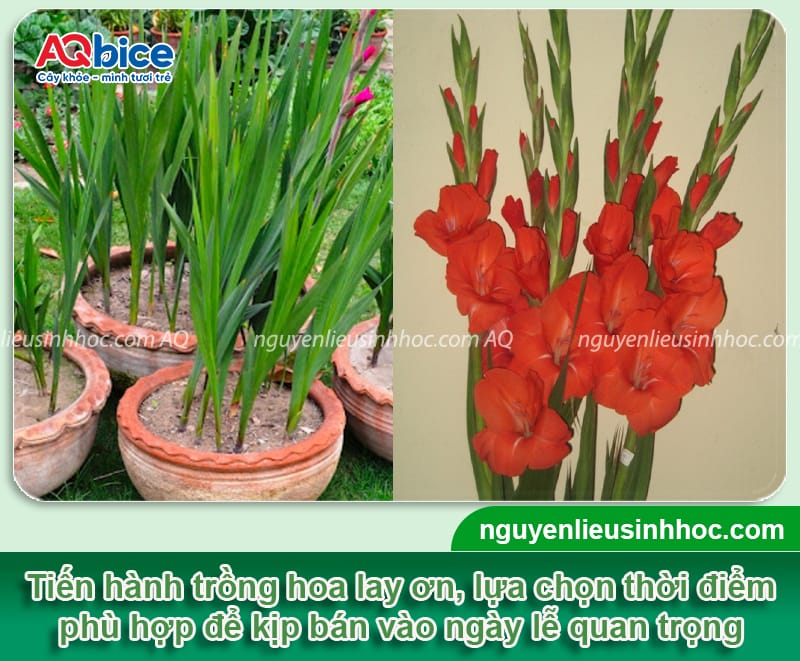 Cách Trồng Cây Huệ Đỏ Ra Hoa Đúng Dịp Tết: Hướng Dẫn Chuyên Sâu Từ A Đến Z