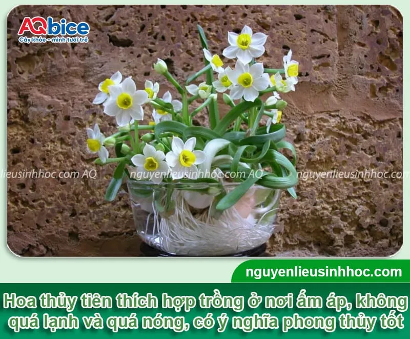 Cây hoa thủy tiên phát triển trong điều kiện nhiệt độ lý tưởng