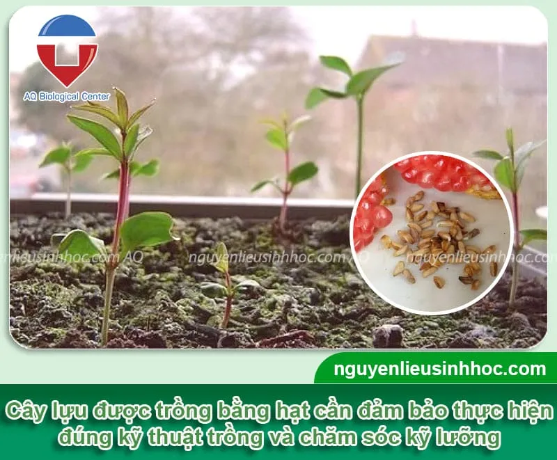 Hình ảnh khu vườn xanh mát với cây lựu đang được chăm sóc