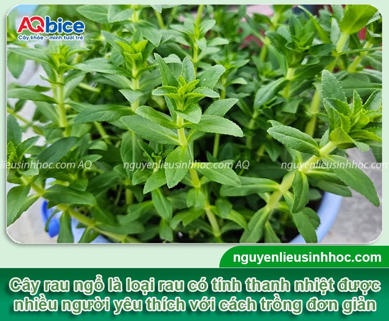 Cách Trồng Rau Ngò Ôm Toàn Diện: Từ Chọn Giống Đến Thu Hoạch Bội Thu