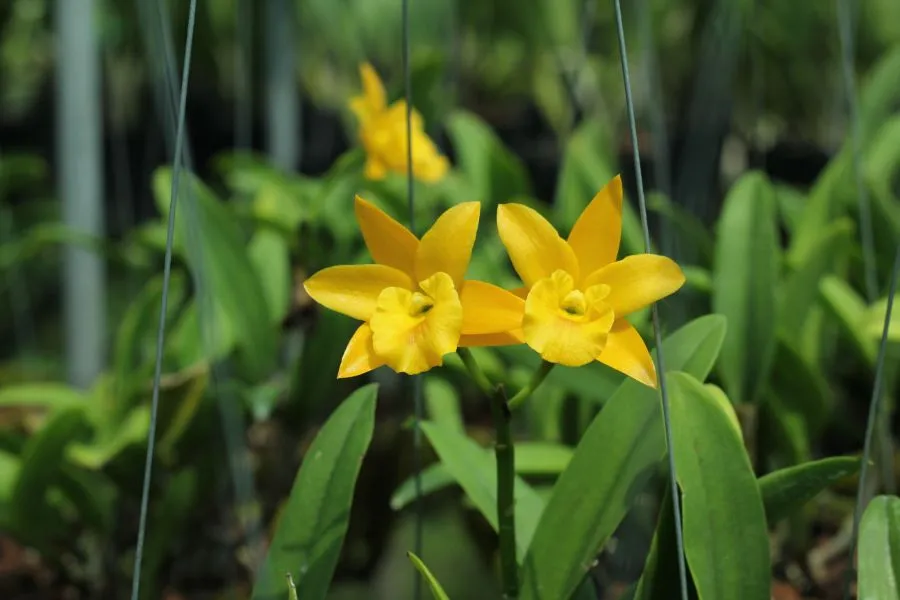 Lan Phi Điệp hay Giả Hạc là loài hoa lan phổ biến