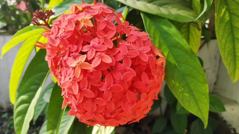 Cây Bông Trang (Đơn Đỏ) nở hoa rực rỡ tại vùng nhiệt đới, minh họa đặc điểm thực vật của cây