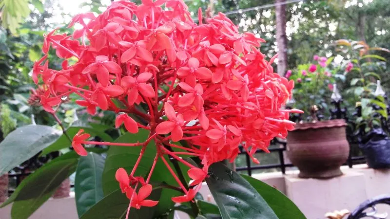 Bông Trang trong chậu được đặt ở vị trí phong thủy tốt trong nhà, tượng trưng cho tài vận