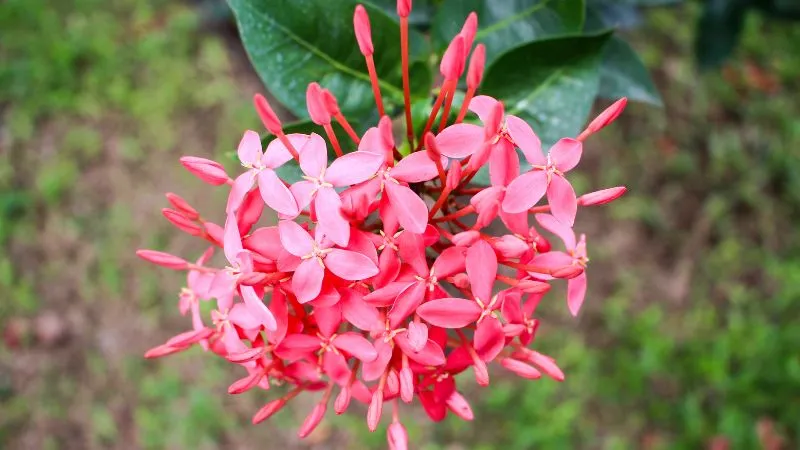 Hình ảnh minh họa cây Bông Trang lá nhỏ và lá lớn, phân biệt các giống đơn đỏ