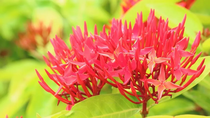 Cây Bông Trang được trồng thành hàng rào, minh họa công dụng trang trí cảnh quan