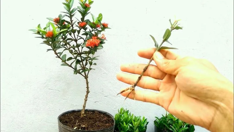 Quá trình giâm cành non của cây Bông Trang (Đơn Đỏ), bước đầu tiên trong cách trồng bông trang