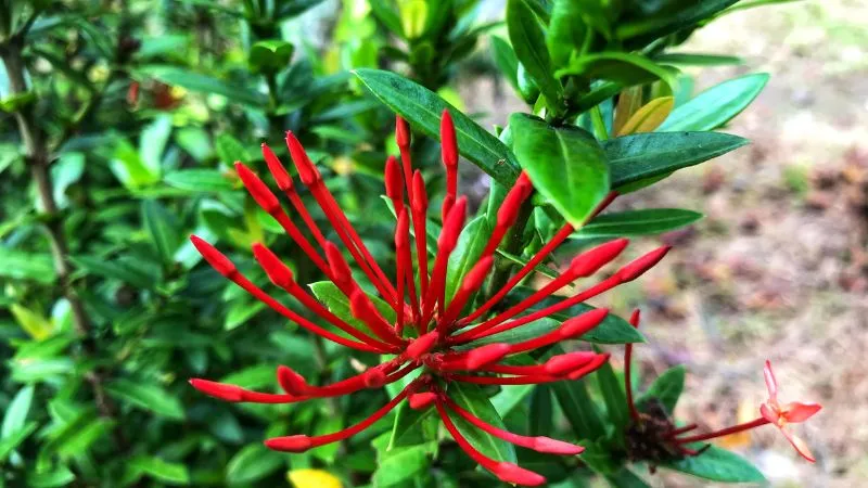 Chậu cây Bông Trang được chăm sóc tốt đang phát triển lá xanh tươi, cần bón phân NPK