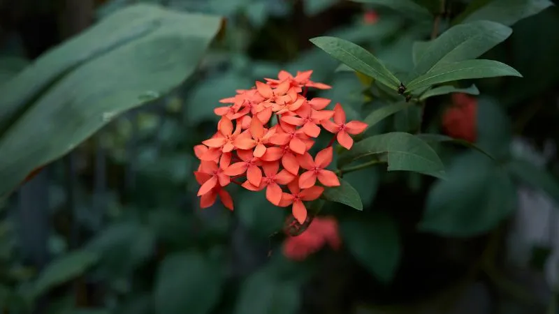 Một cây Bông Trang trưởng thành đã được tạo dáng công phu, minh chứng cho việc chăm sóc lâu dài