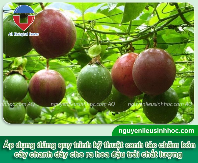 Cách Trồng Lục Bình Chi Tiết: Kỹ Thuật Trồng Chanh Dây Đạt Năng Suất Cao