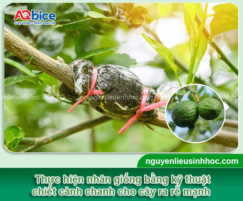 Cách Trồng Ngọc Thảo Bằng Cành Đơn Giản Và Kỹ Thuật Chăm Sóc Đạt Chuẩn