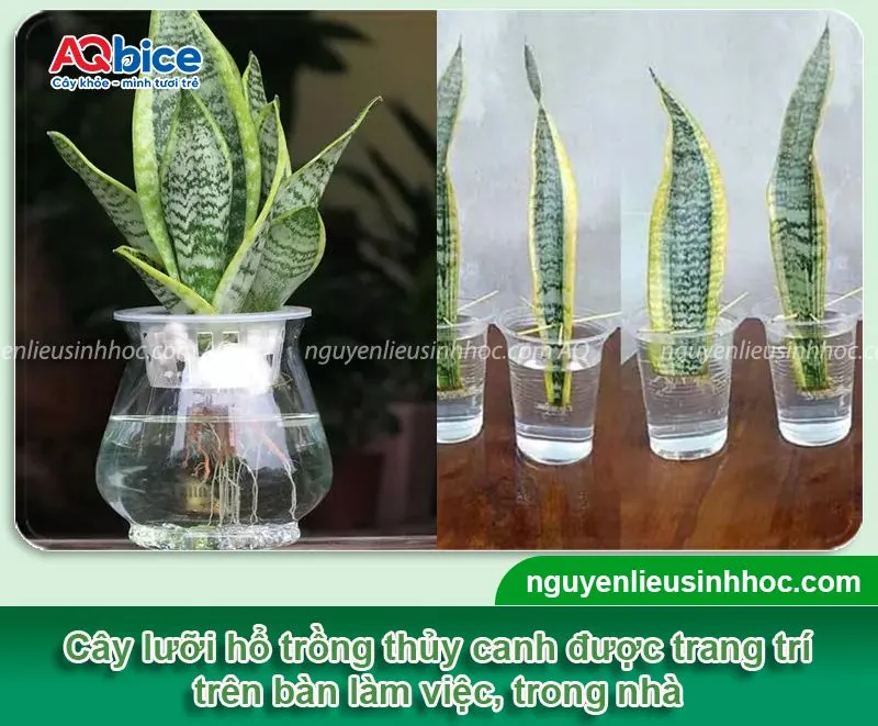 Tổng quan về cách trồng cây lưỡi hổ bằng nước đơn giản ngay tại nhà