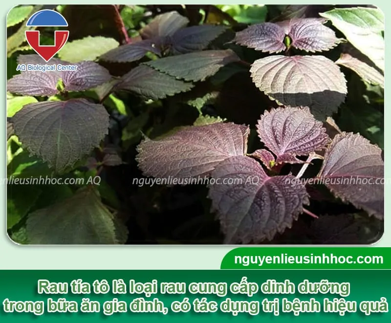 Hướng dẫn cách trồng cây tía tô không sâu bệnh, xanh lá