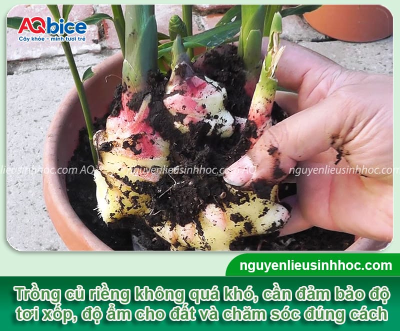 Cách Trồng Cây Tre Đạt Năng Suất Cao Và Chăm Sóc Bền Vững