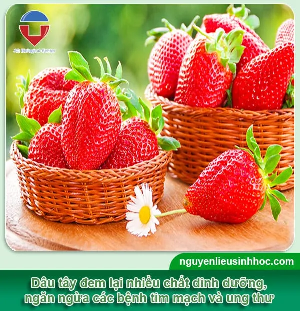 Cây dâu tây ra quả sum suê được trồng trong thùng xốp tại nhà