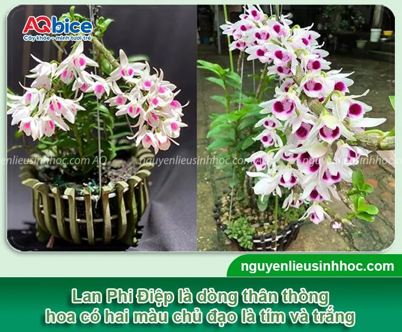 Lan Phi Điệp thường được trồng và chăm sóc tại nhà với quy trình chăm bón không quá phức tạp