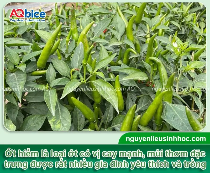 Tổng quan về cách trồng ớt hiểm xanh đúng kỹ thuật, trĩu quả quanh năm