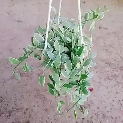 Tổng quan về cây lan hạt dưa, cần hiểu rõ đặc tính trước khi bắt đầu cách trồng cây lan hạt dưa.