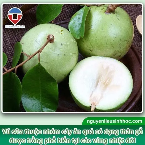 Tổng quan về cây vú sữa, có giá trị dinh dưỡng cao, đem lại lợi nhuận lớn