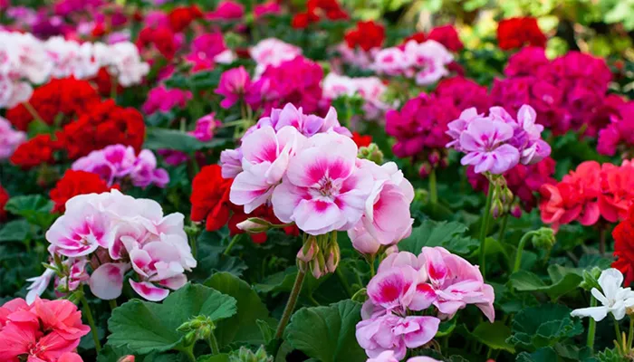 Hình ảnh tổng quan cây phong lữ thảo và các bộ phận đặc trưng của cây