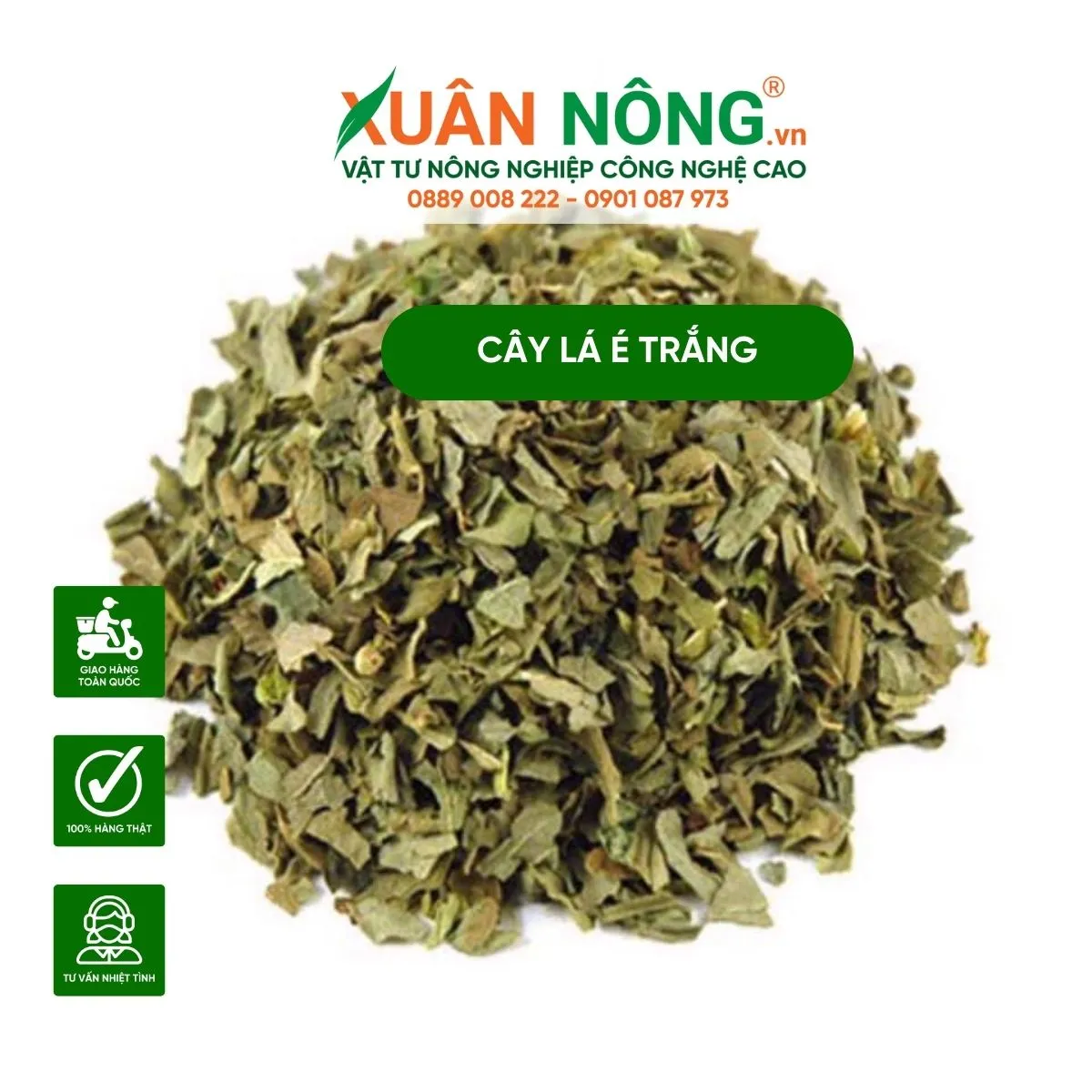 Tra la e - Anh minh hoa ve tra la e