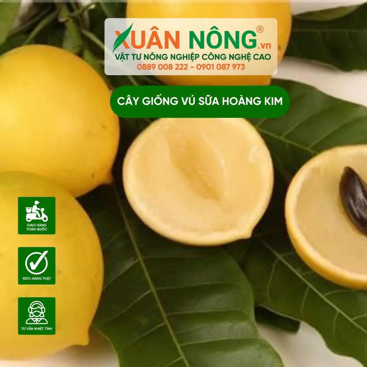 Thu hoạch và phân loại trái vú sữa hoàng kim