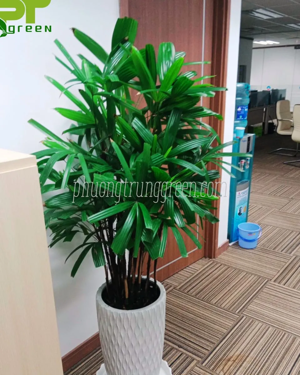 TrÃºc mÃ¢y Ä‘Æ°á»£c Æ°a chuá»™ng trang trÃ­ ná»™i tháº¥t vÄƒn phÃ²ng