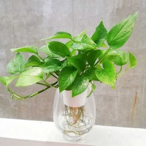 Hình ảnh chậu trầu bà thủy sinh đẹp và sạch sẽ