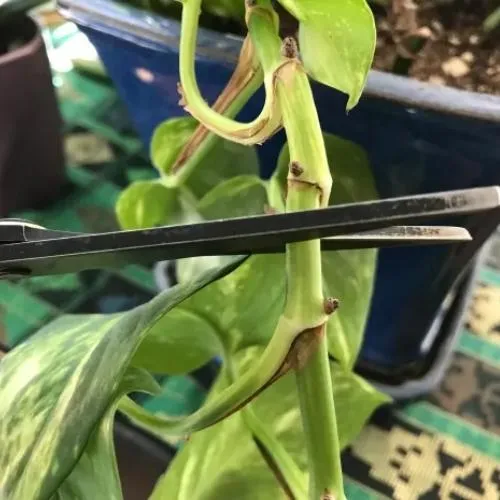 Cắt cành trầu bà để giâm cành đúng kỹ thuật