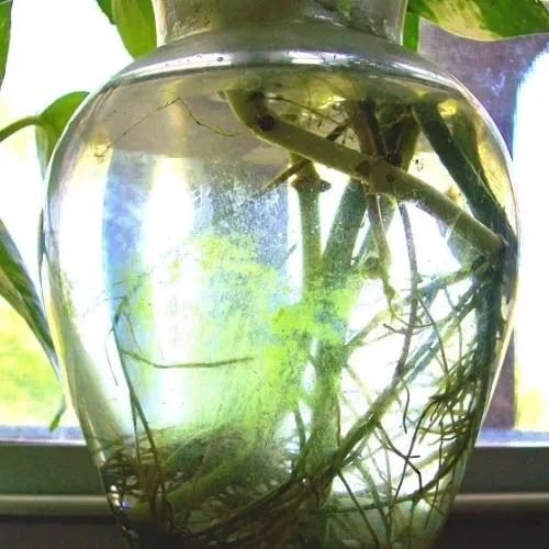 Bình trầu bà thủy sinh bị đóng rêu cần được làm sạch định kỳ