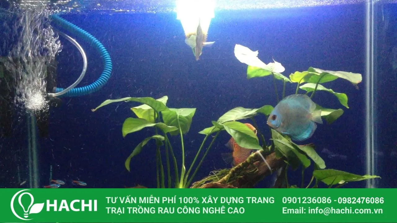 Trầu Bà Thủy Canh Trong Bể Cá