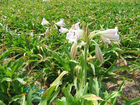 Lá trinh nữ hoàng cung sau khi thu hoạch đang được phơi khô để làm dược liệu