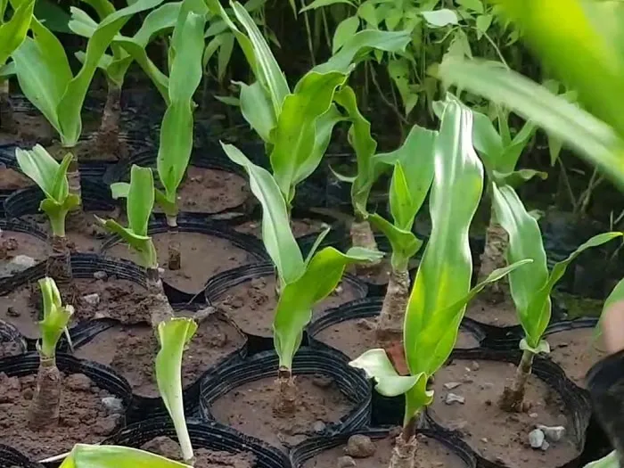 Kỹ thuật đặt củ giống khi trồng cây trinh nữ hoàng cung trên luống đất