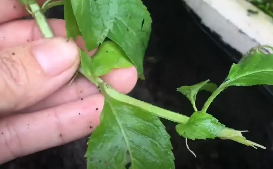 So sánh phương pháp trồng bạc hà bằng hạt và giâm cành