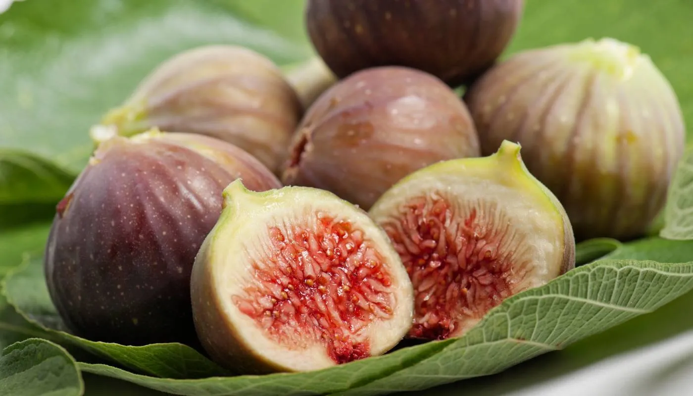 kỹ thuật trồng cây sung Mỹ bằng cách nhân giống hạt